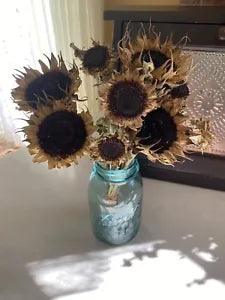 PRIM Dried SUNFLOWERS * DRIED FLOWER Bunch BOUQUET Bundle USA * Petal less Auc#3