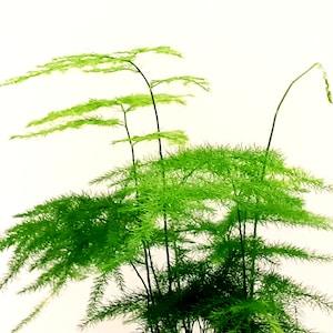 Terrarium Mainstay - 3.5" Plumosa Fern/Asparagus Setaceus/Asparagus Grass/Lace Fern/Climbing Asparagus/Ferny Asparagus/Common Asparagus Fern