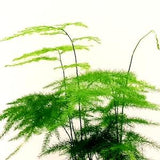 Terrarium Mainstay - 3.5