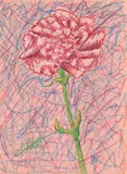 PINK CARNATiON Floral Still Life Flower Original Pencil Contemporary Art Drawing