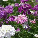 Candytuft Flower seeds    Candytuft Dwarf Fairy Mix Seeds,"COOL BEANS N sprouts" Brand. Home Gardening.