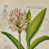 Monkey Orchid Print - Original Antique Botanical 1880s - Orchis simia (plant flower seed orchidaceae pink purple asparagales mediterranean)