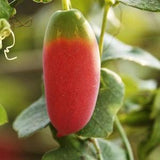 10 Bangladeshi Seeds IVY GOURD, Coccinia grandis, scarlet gourd tindora