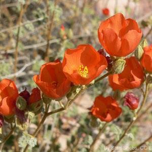 Desert Globemallow (Sphaeralcea ambigua) Packet of 25 seeds with New!
