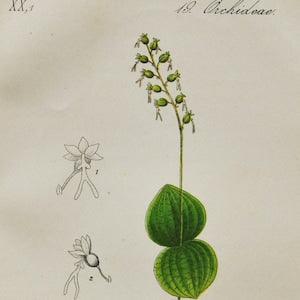 Heartleaf Twayblade Orchid Print - Original Antique Botanical 1880s - Listera cordata (plant flower seed orchidaceae Orchidaceae yellow)