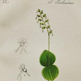 Heartleaf Twayblade Orchid Print - Original Antique Botanical 1880s - Listera cordata (plant flower seed orchidaceae Orchidaceae yellow)