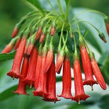 Red Iochroma Australis Flower Seeds | Small Red Angel Trumpet Plant Seed | Rare Red Indoor Plant Seed Packet