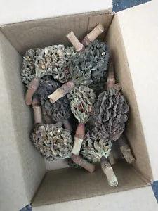 20 Southern Magnolia Seed Pods Cones from Pictured Tree