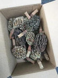 20 Southern Magnolia Seed Pods Cones from Pictured Tree
