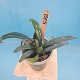 Rare Blue Oil Fern (Microsorum Thailandicum) Cobalt Blue Terrarium House Plant