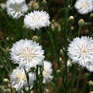 White bachelor button flowers 150 seeds