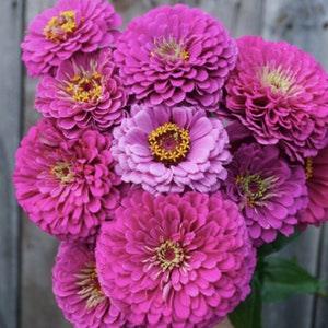 20 Seeds / Benary's Giant Lilac Zinnia Seed/  Zinnia elegans / Purple Flower (#87)B