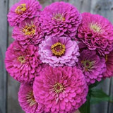 20 Seeds / Benary's Giant Lilac Zinnia Seed/  Zinnia elegans / Purple Flower (#87)B