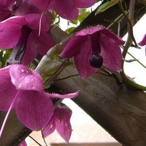 Purple Bell Vine (Rhodochiton atrosanguineus) Flowers 1st year - 10 seeds