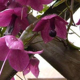 Purple Bell Vine (Rhodochiton atrosanguineus) Flowers 1st year - 10 seeds