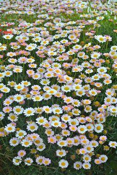 My Pretty Universe Flower Delivery