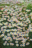 My Pretty Universe Flower Delivery