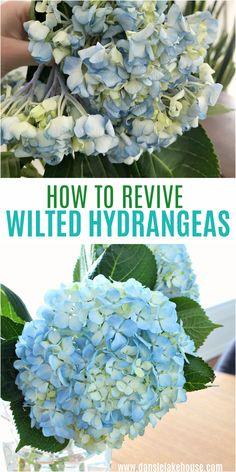 How to Revive Wilted Hydrangeas | Dans le Lakehouse Flower Delivery