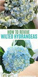 How to Revive Wilted Hydrangeas | Dans le Lakehouse Flower Delivery