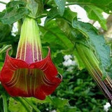 Brugmansia Sanguinea Seeds Scarlet Angels Trumpet Datura Unique Red Flower