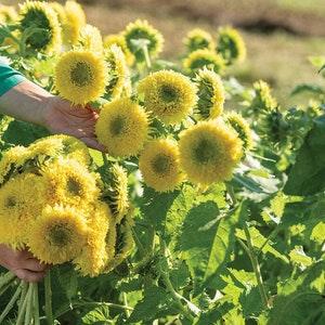 25 seeds Large Cute Teddy Bear Sunflower seeds