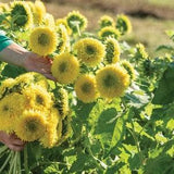 25 seeds Large Cute Teddy Bear Sunflower seeds