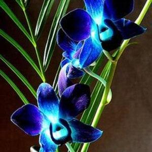 Orchid Seeds Blue (15 per pack)