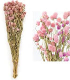 Dried Flower White Globe Amaranth Dry Flower Bundles 100% Naturally for Home Dec