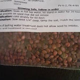 Southern Redbud Tree Seeds (Cercis Canadensis Southern)