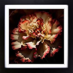 Carnation Flower Abstract Expressionism Framed Wall Art Print Picture Large