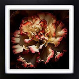 Carnation Flower Abstract Expressionism Framed Wall Art Print Picture Large