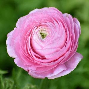 Ranunculus Pink corms (Renoncule asiaticus) | Tomer dwarf ranunculus for pots, beautiful perennial flowers, bouquets, cut flowers
