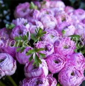 20 SEEDS for Violet Purple PEONIES rare flowering exotic plant bush USA Seller