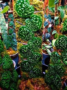 scindapsus snake scale free certificate phitosanitary