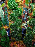 scindapsus snake scale free certificate phitosanitary