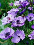 Here's How to Plant 13 of Your Favorite Bulbs for a Pretty Spring Show Flower Delivery