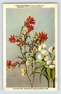 Postcard Indian Paintbrush Mariposa Lily Flower Glacier 1940s Unposted Linen