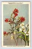 Postcard Indian Paintbrush Mariposa Lily Flower Glacier 1940s Unposted Linen