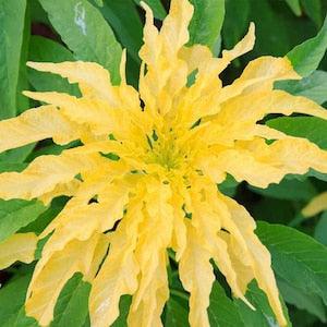 Yellow Aurora Amaranth - Amaranthus tricolor 'yellow' - Rare 'Plant' Seeds - Yellow Amaranth, Josephs Coat, Fountain Plant,Summer Poinsettia