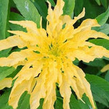 Yellow Aurora Amaranth - Amaranthus tricolor 'yellow' - Rare 'Plant' Seeds - Yellow Amaranth, Josephs Coat, Fountain Plant,Summer Poinsettia