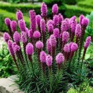Dense Blazing Star Liatris Seeds 20 count