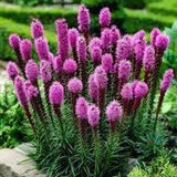Dense Blazing Star Liatris Seeds 20 count