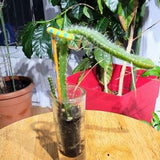 Red Rooted Dragon Fruit Plant In nice Glass Pot