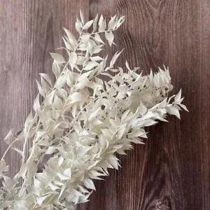 Decorative Dried Natural Ruscus Leaves Branch Real Dry Rich And Valuable Flowers