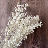 Decorative Dried Natural Ruscus Leaves Branch Real Dry Rich And Valuable Flowers