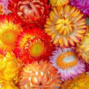 Helichrysum mixed, code 834