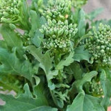100+ Unique Broccoletto Quarantino Riccio seeds - broccoli