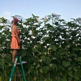Mammoth Grey Stripe Sunflower Seeds - Giant Heirloom Sunflower. 5/10/20/40 Seeds. Flat rate shipping!