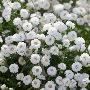 100 Pcs   Pearl Yarrow Flower Seeds- The Pearl Superior Flower-Perry's White-ACHILLEA PTARMICA / (FL135)