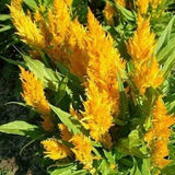 Natural Celosia Flower Seeds Yellow Feather Organic Ukraine